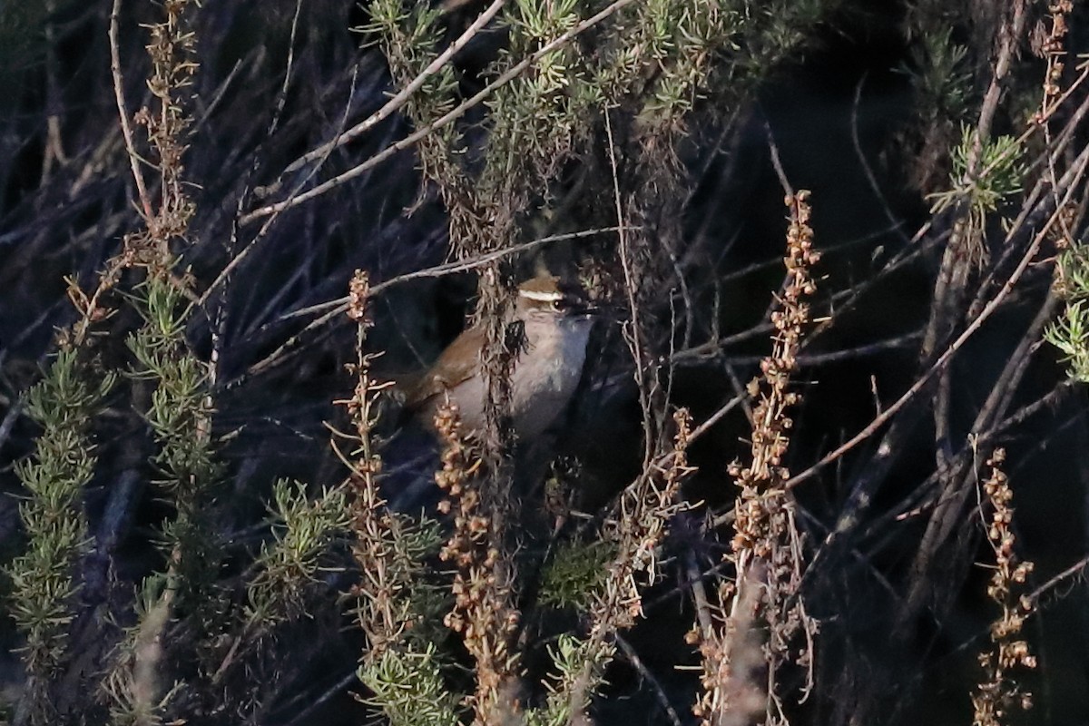 シロハラミソサザイ - ML646489668