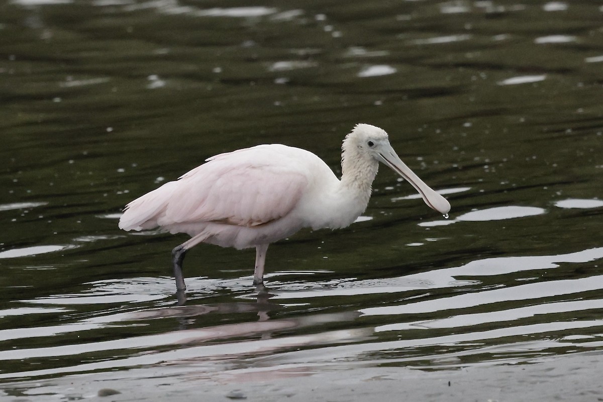 ベニヘラサギ - ML646489669