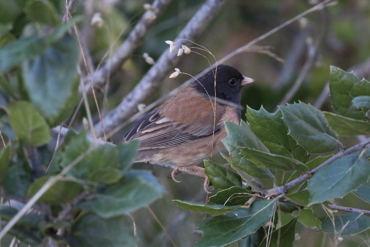 ユキヒメドリ（oreganus グループ） - ML646489670