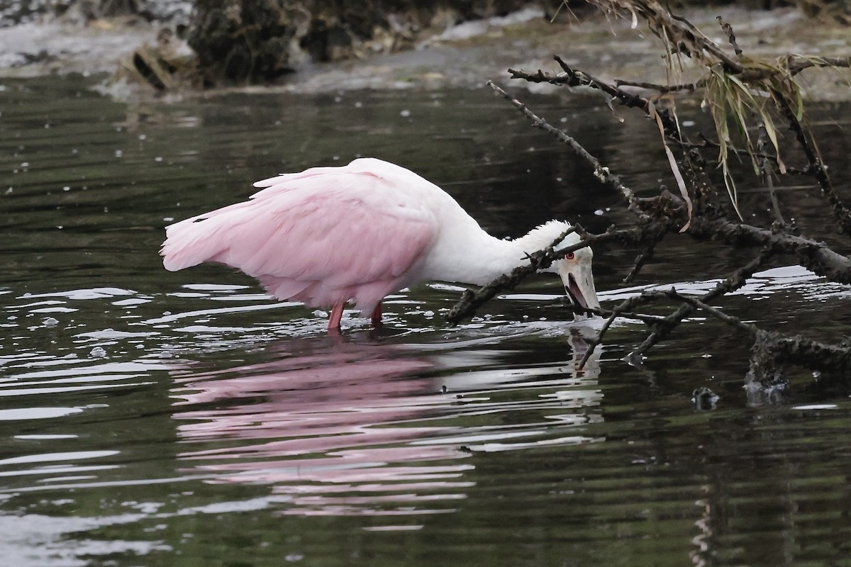 ベニヘラサギ - ML646489671