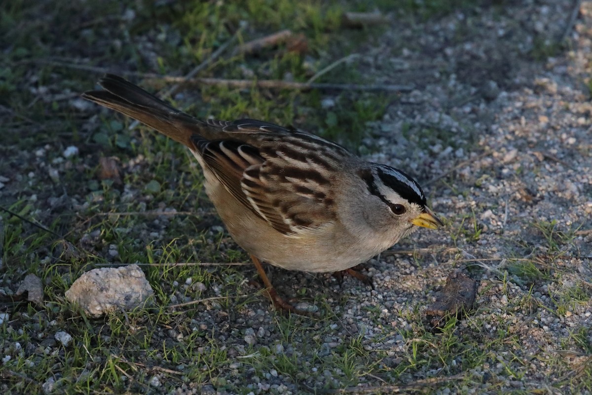 ミヤマシトド（nuttalli／pugetensis） - ML646489674