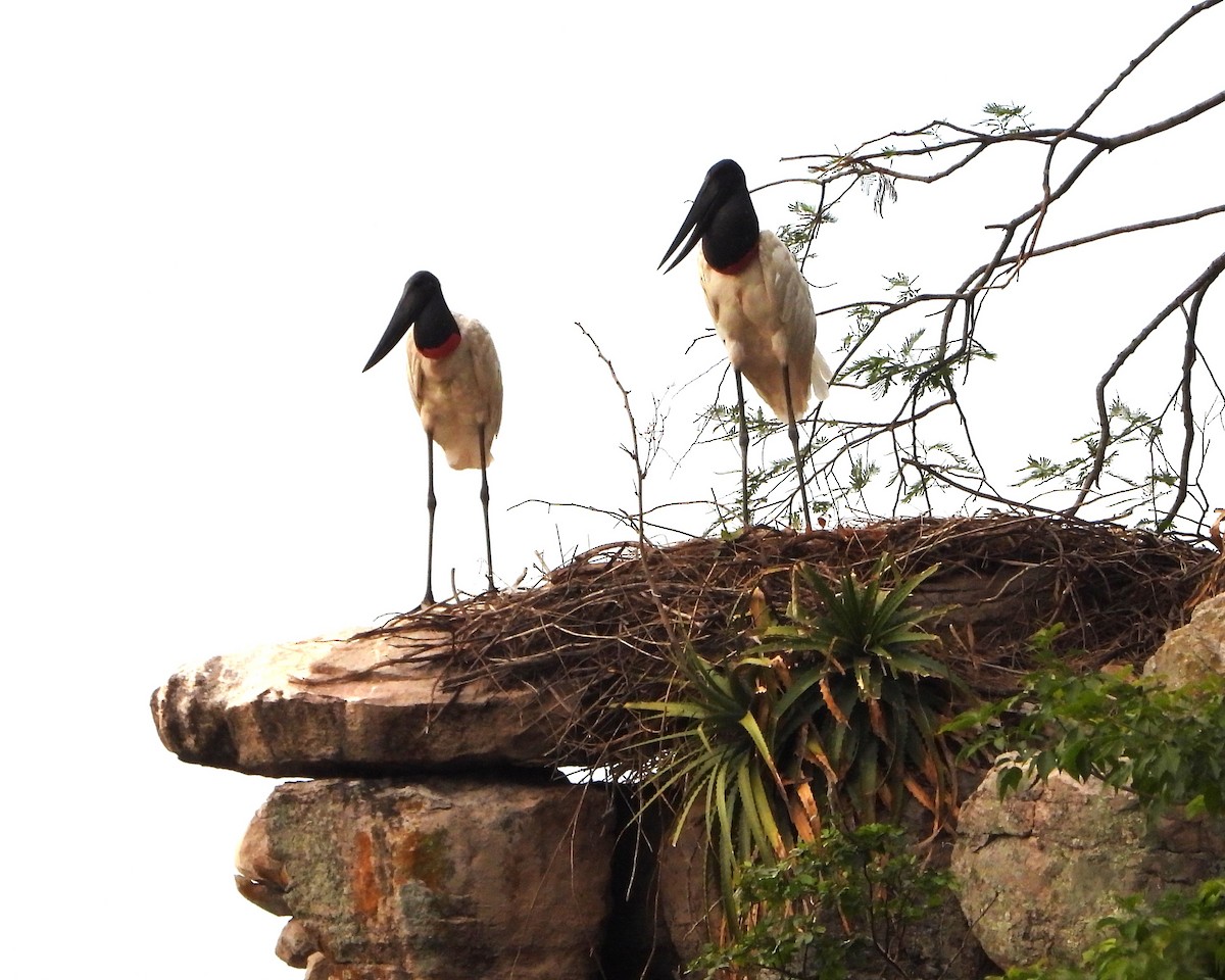 ズグロハゲコウ - ML646489675