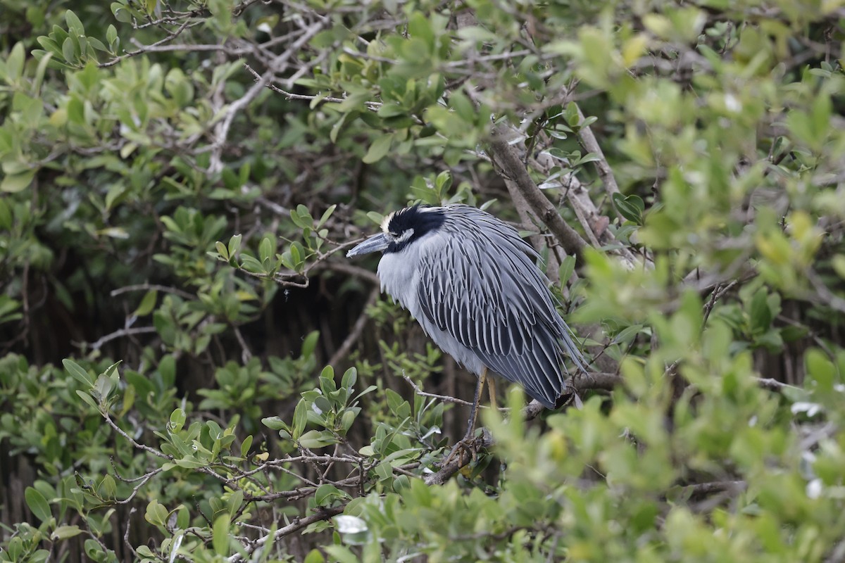 Sarı Tepeli Gece Balıkçılı - ML646489679