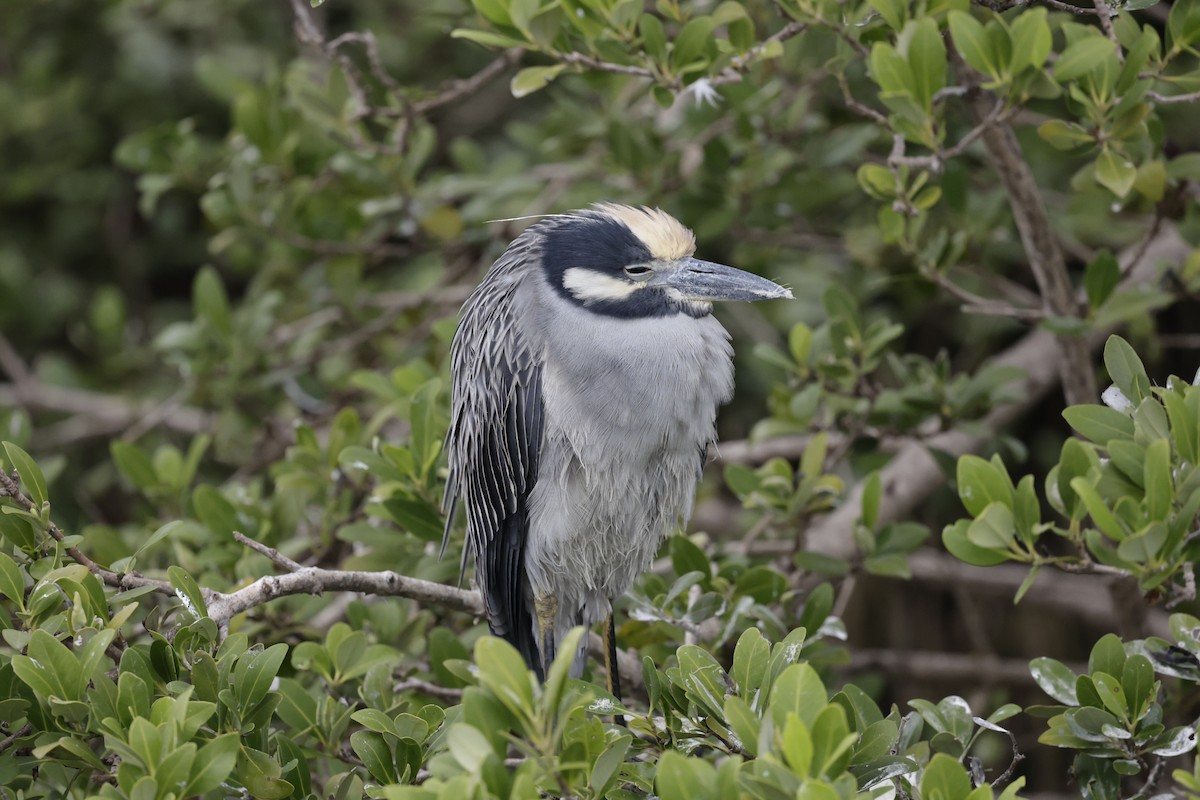 シラガゴイ - ML646489680
