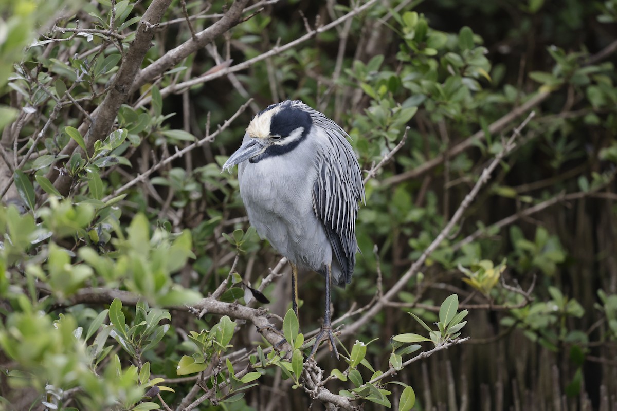 Sarı Tepeli Gece Balıkçılı - ML646489681