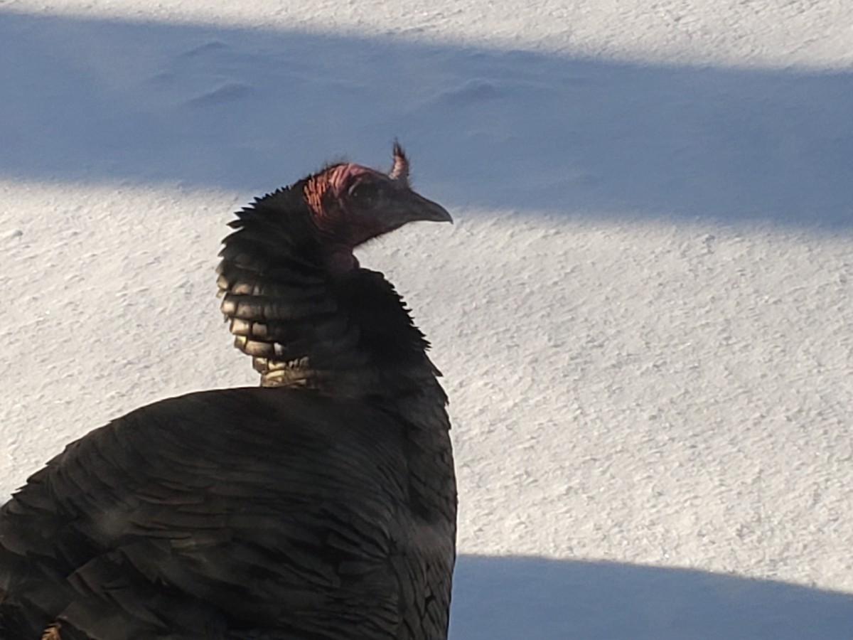 シチメンチョウ - ML646489682