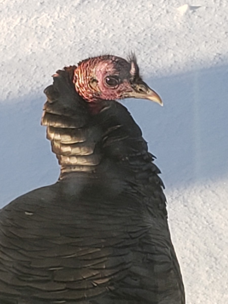 シチメンチョウ - ML646489683