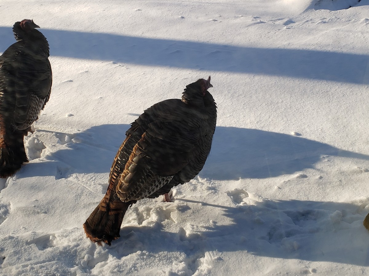 シチメンチョウ - ML646489684