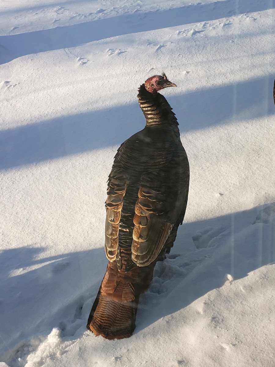 シチメンチョウ - ML646489686