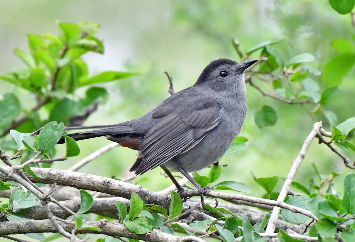 kattespottefugl - ML646489687