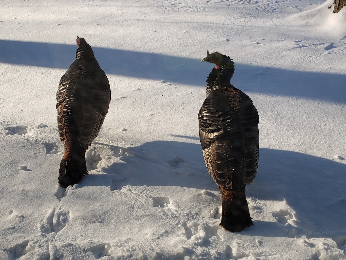 シチメンチョウ - ML646489688