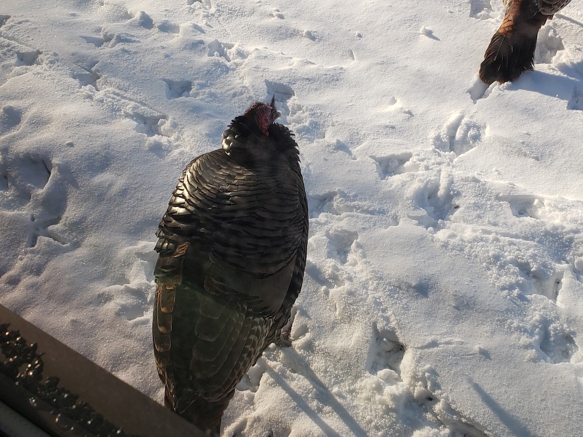 Indioilar arrunta - ML646489689