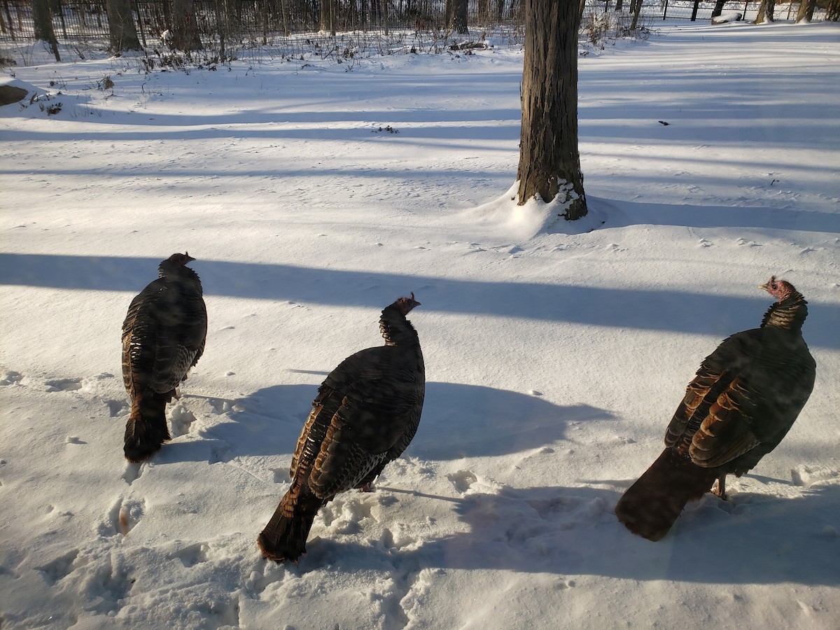 Indioilar arrunta - ML646489690