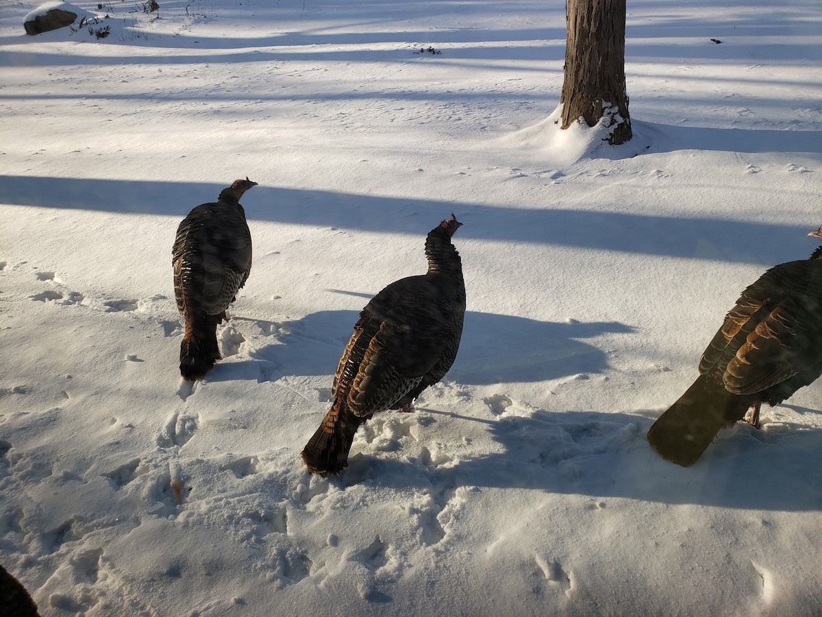 Indioilar arrunta - ML646489691