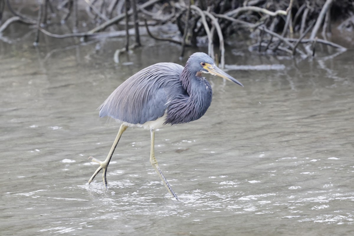 Tricolored Heron - ML646489692