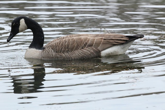 kanadagås - ML646489694