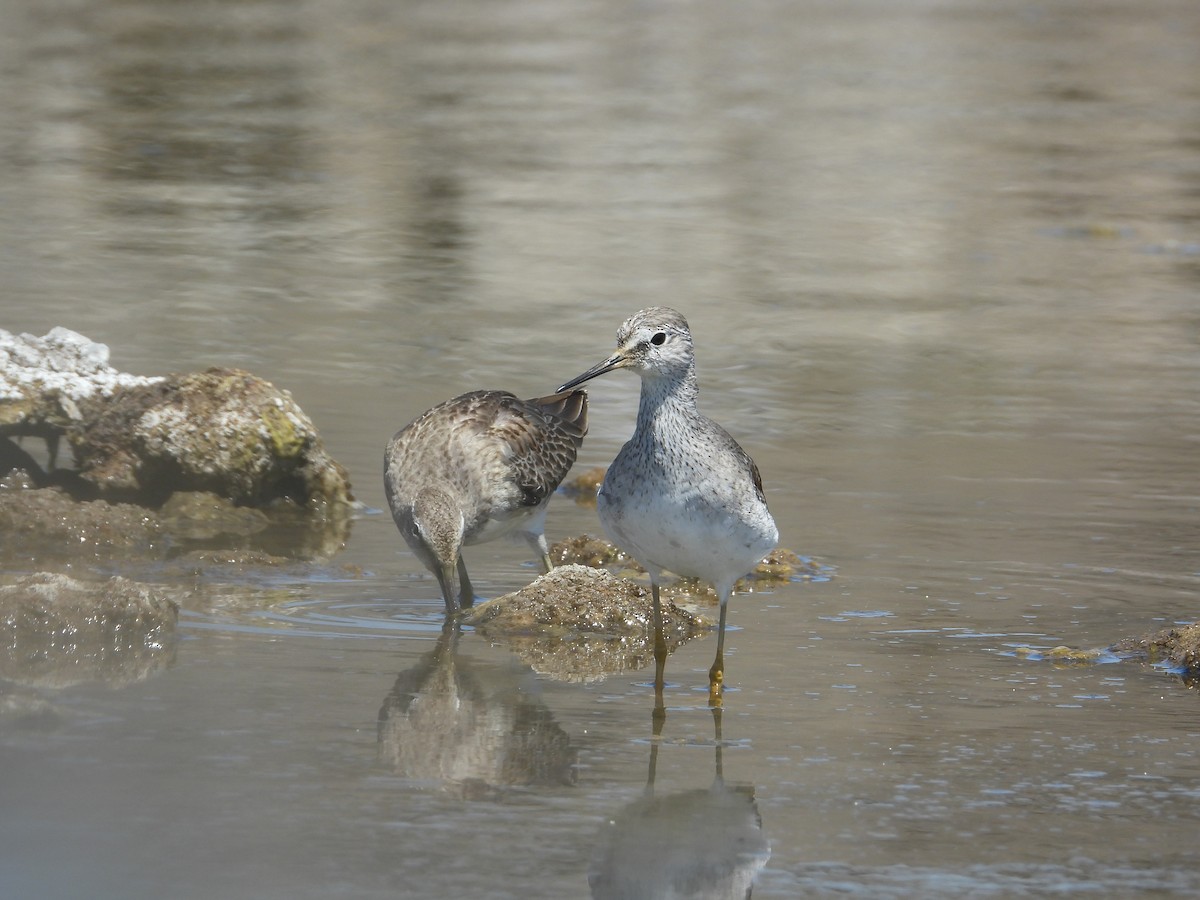 Lesser Yellowlegs - ML646489695