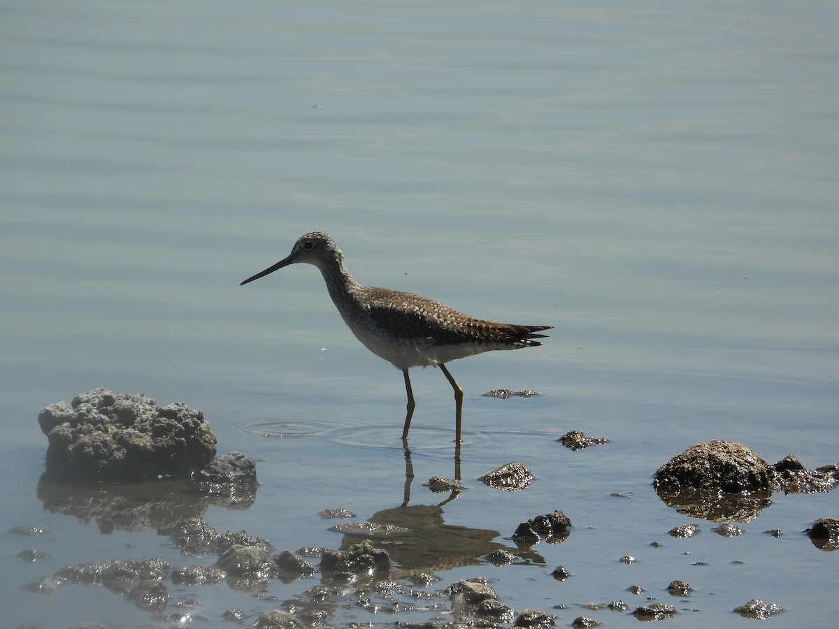 Lesser Yellowlegs - ML646489696