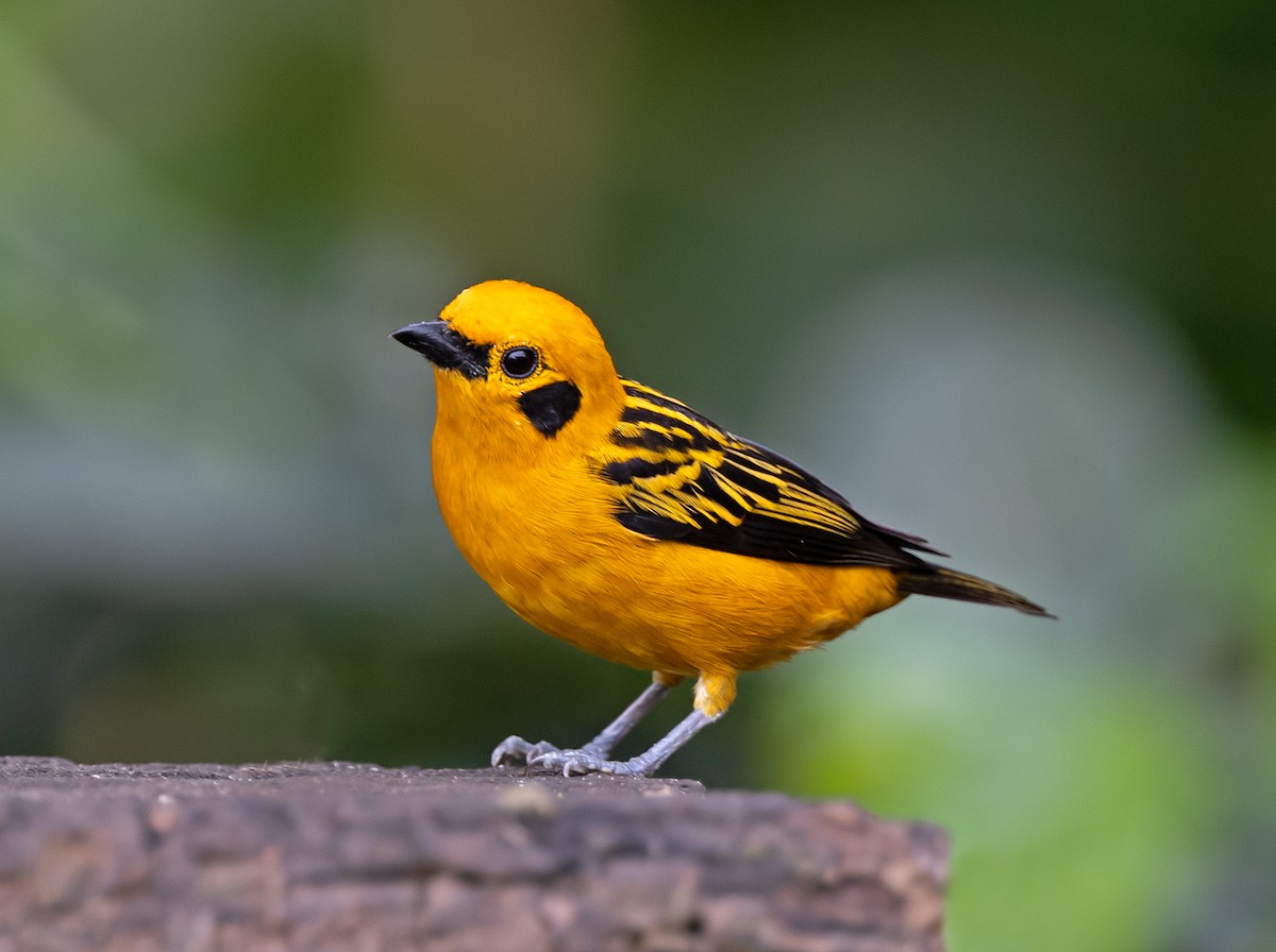 Altın Tangara - ML646489697