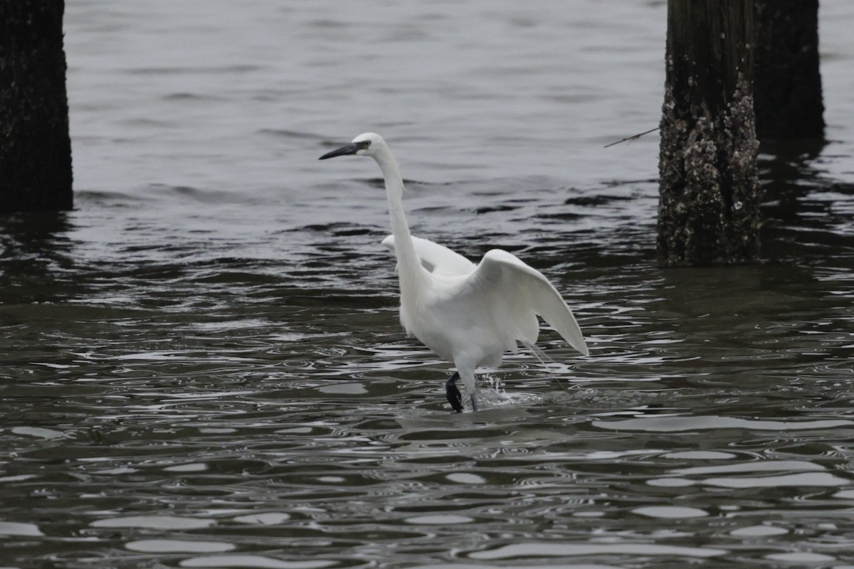 Reddish Egret - ML646489698