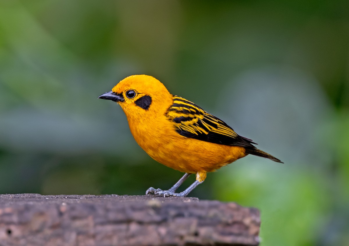 Altın Tangara - ML646489699