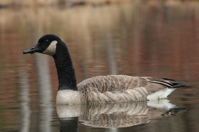 kanadagås - ML646489700