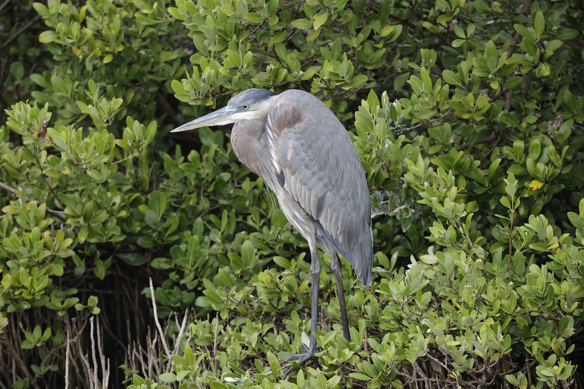 Great Blue Heron - ML646489701