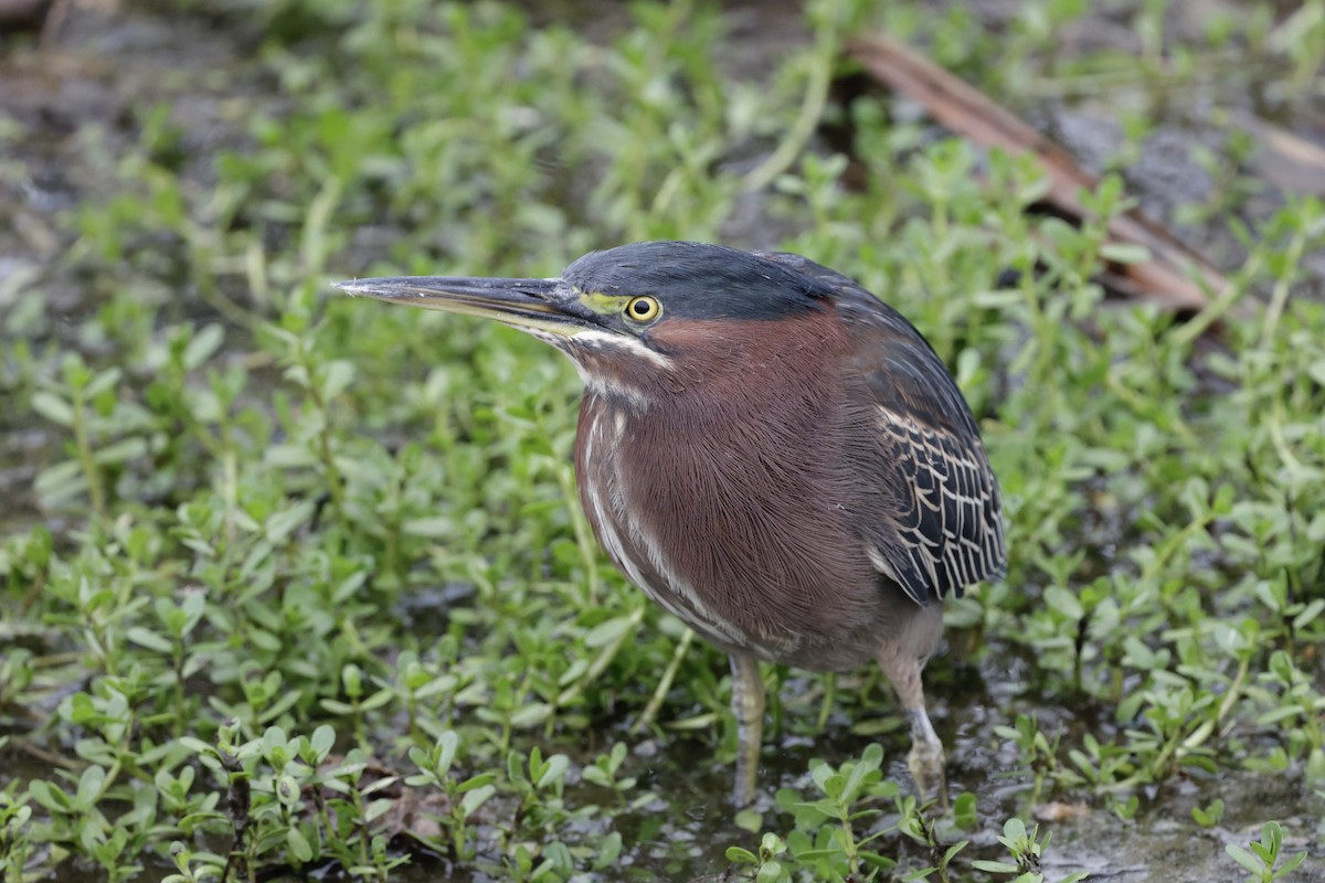 Green Heron - ML646489702