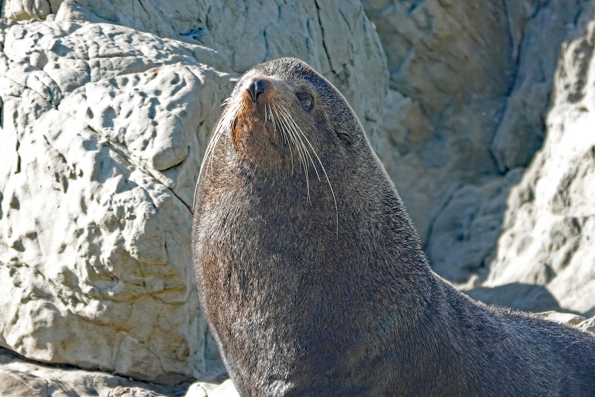 ニュージーランドオットセイ - ML646489706