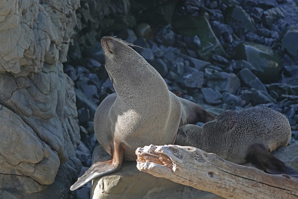 ニュージーランドオットセイ - ML646489707