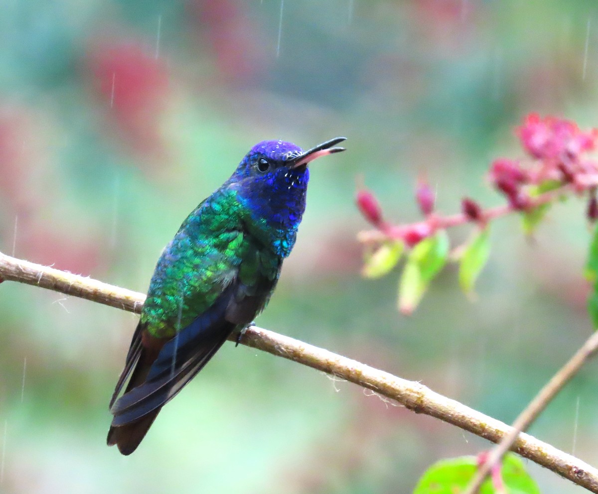 Golden-tailed Sapphire - ML646489708