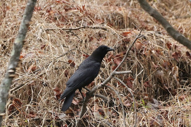 American Crow - ML646489709