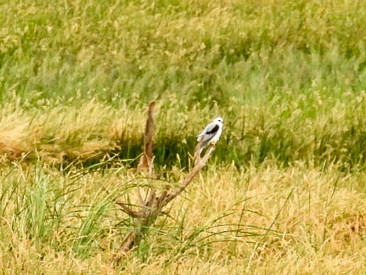 White-tailed Kite - ML646489721