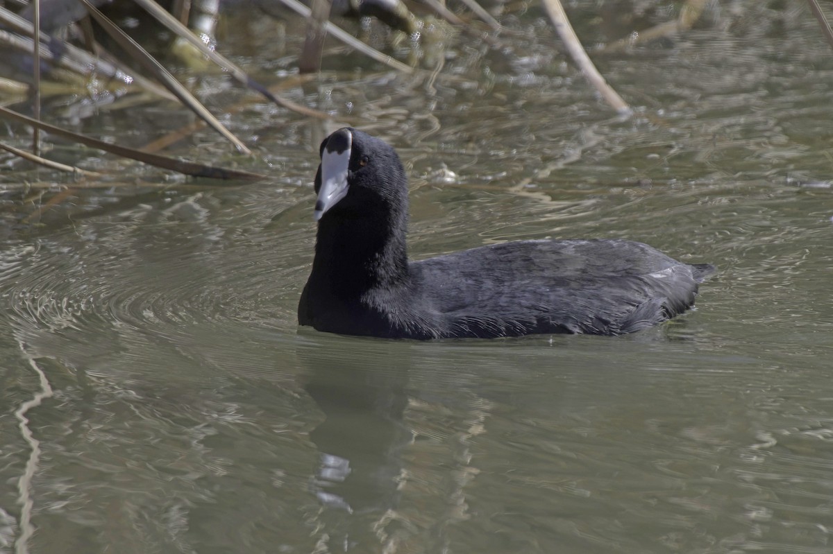 American Coot - ML646489731