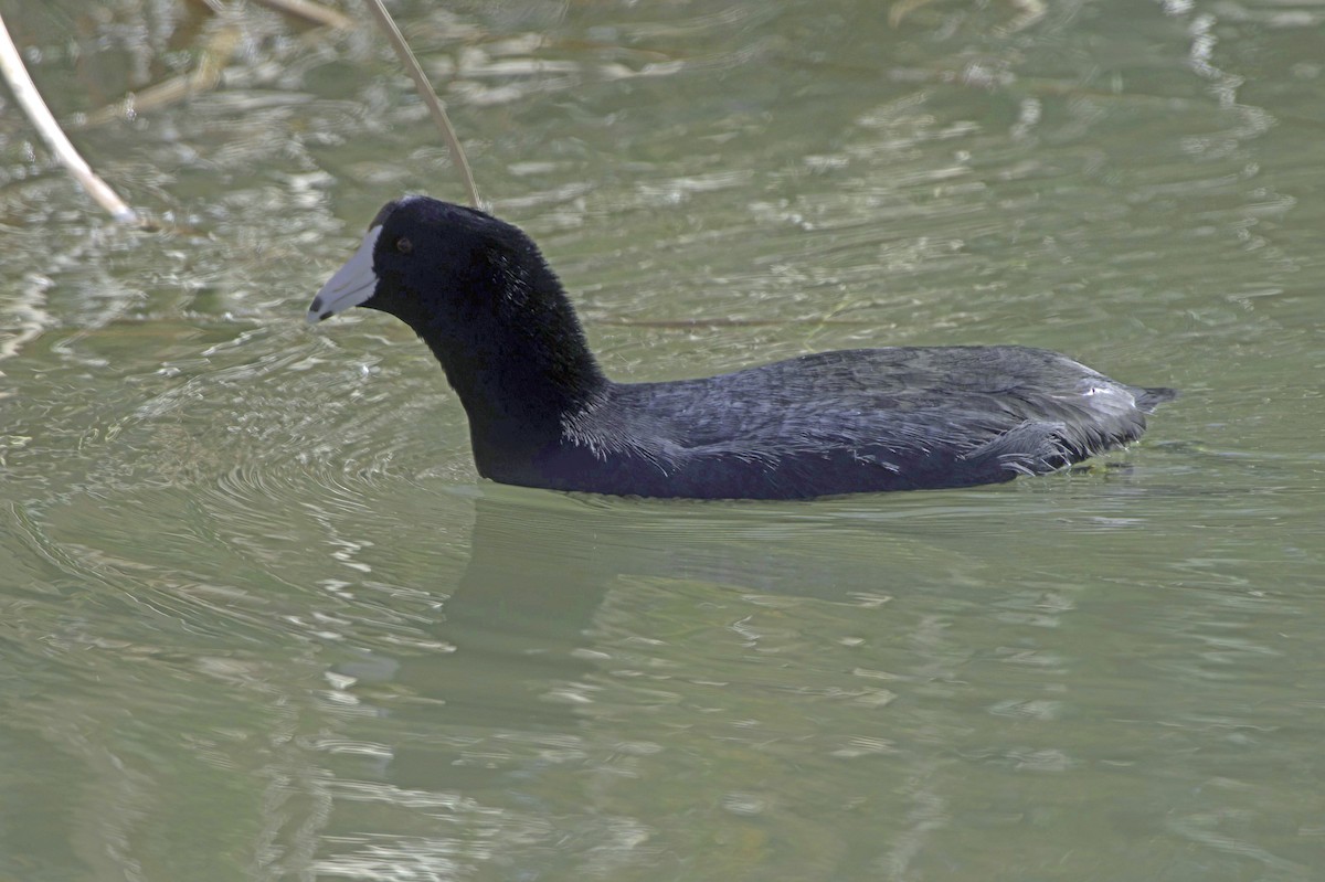 American Coot - ML646489732