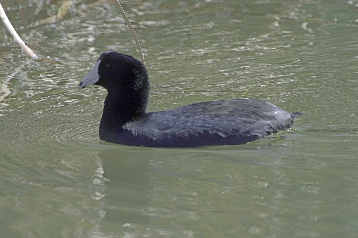 American Coot - ML646489734