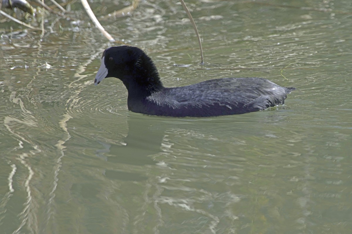 American Coot - ML646489735