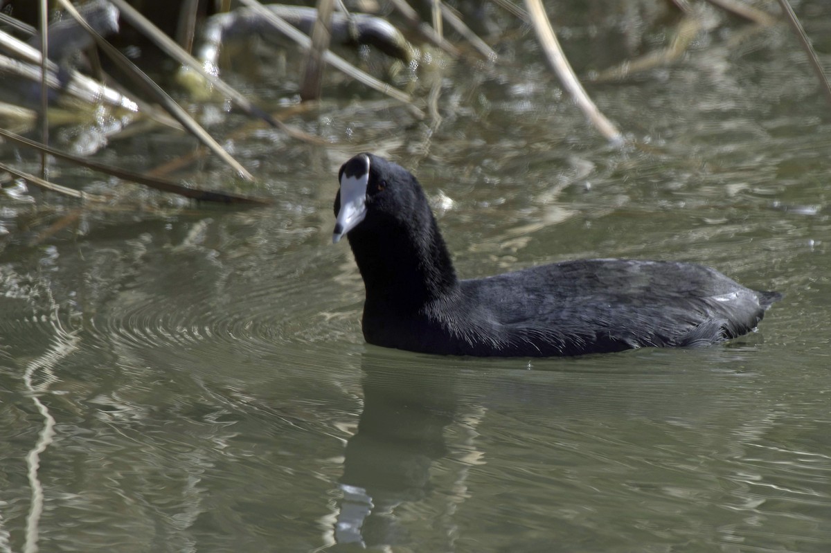 American Coot - ML646489736