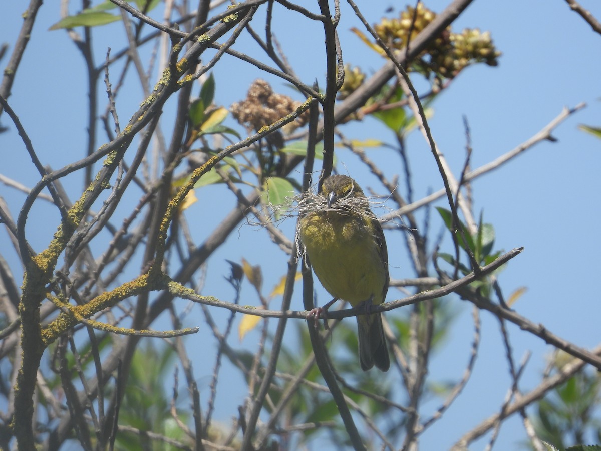 Grassland Yellow-Finch - ML646489737