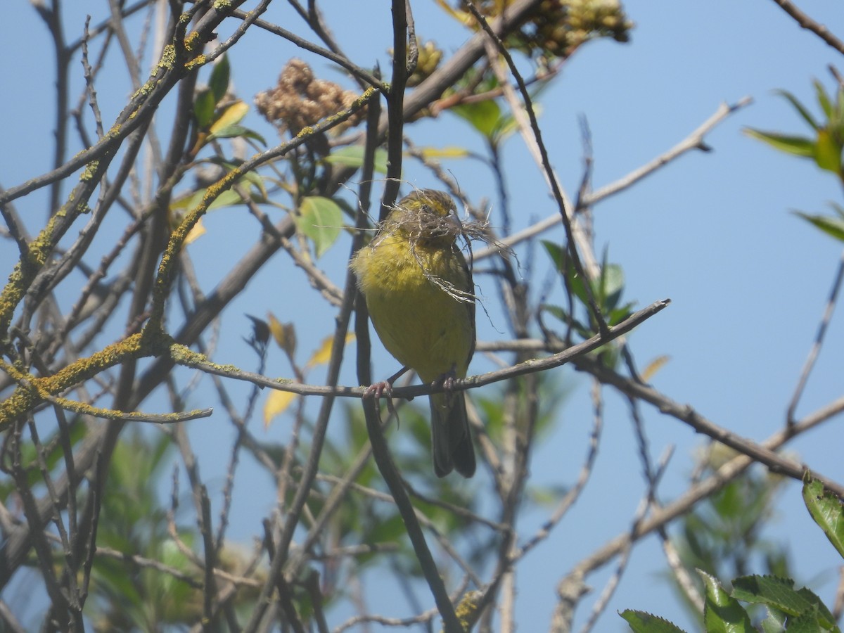 Grassland Yellow-Finch - ML646489738