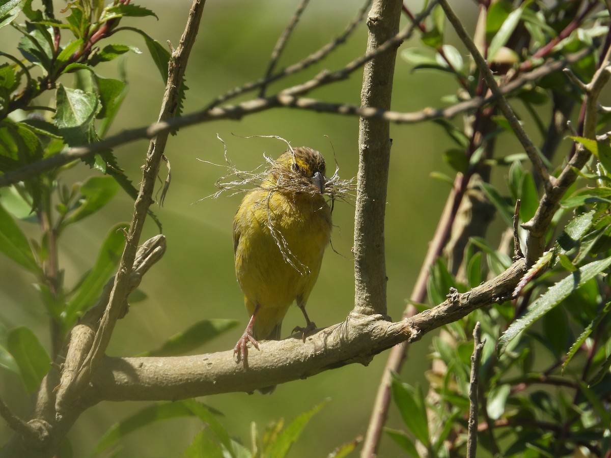 Grassland Yellow-Finch - ML646489739