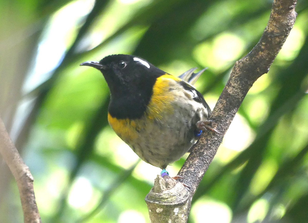 Stitchbird - ML646489742