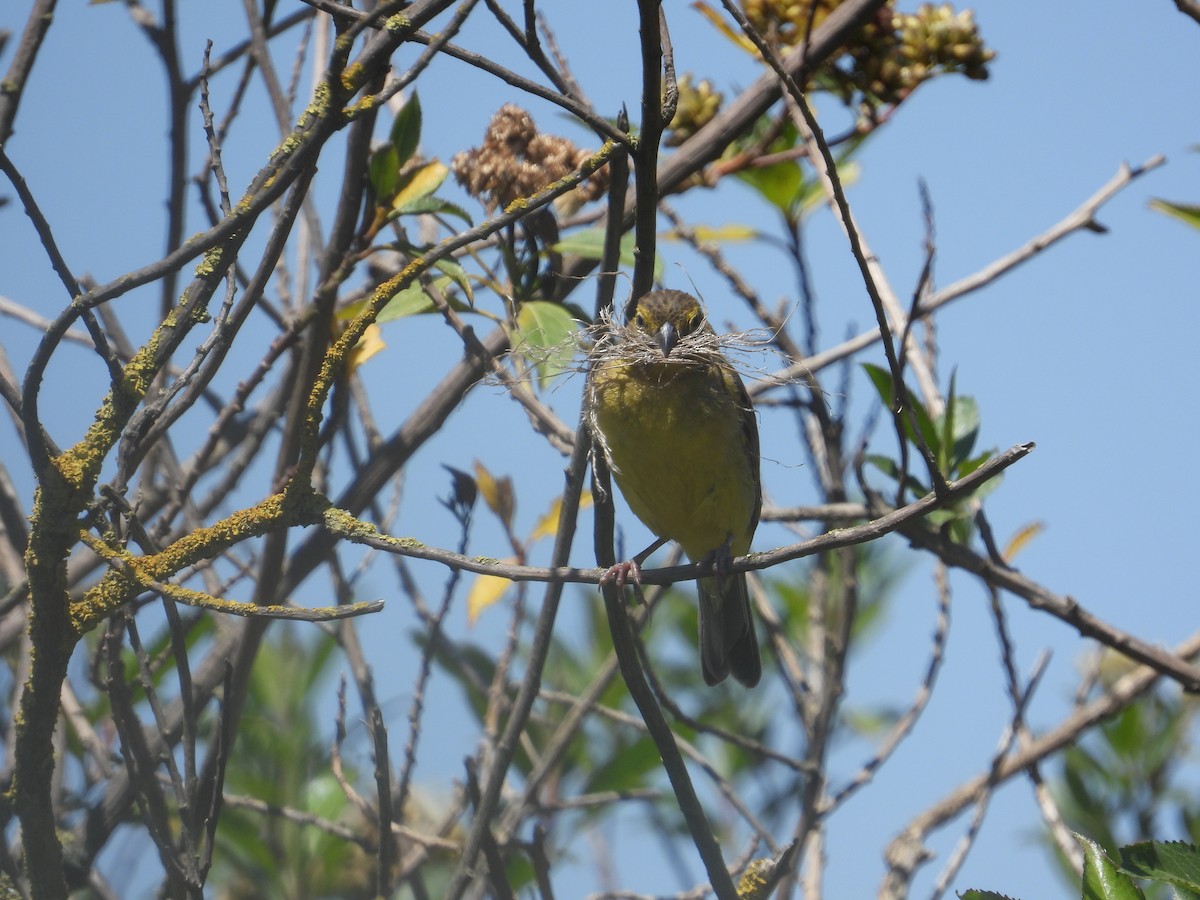 Grassland Yellow-Finch - ML646489744