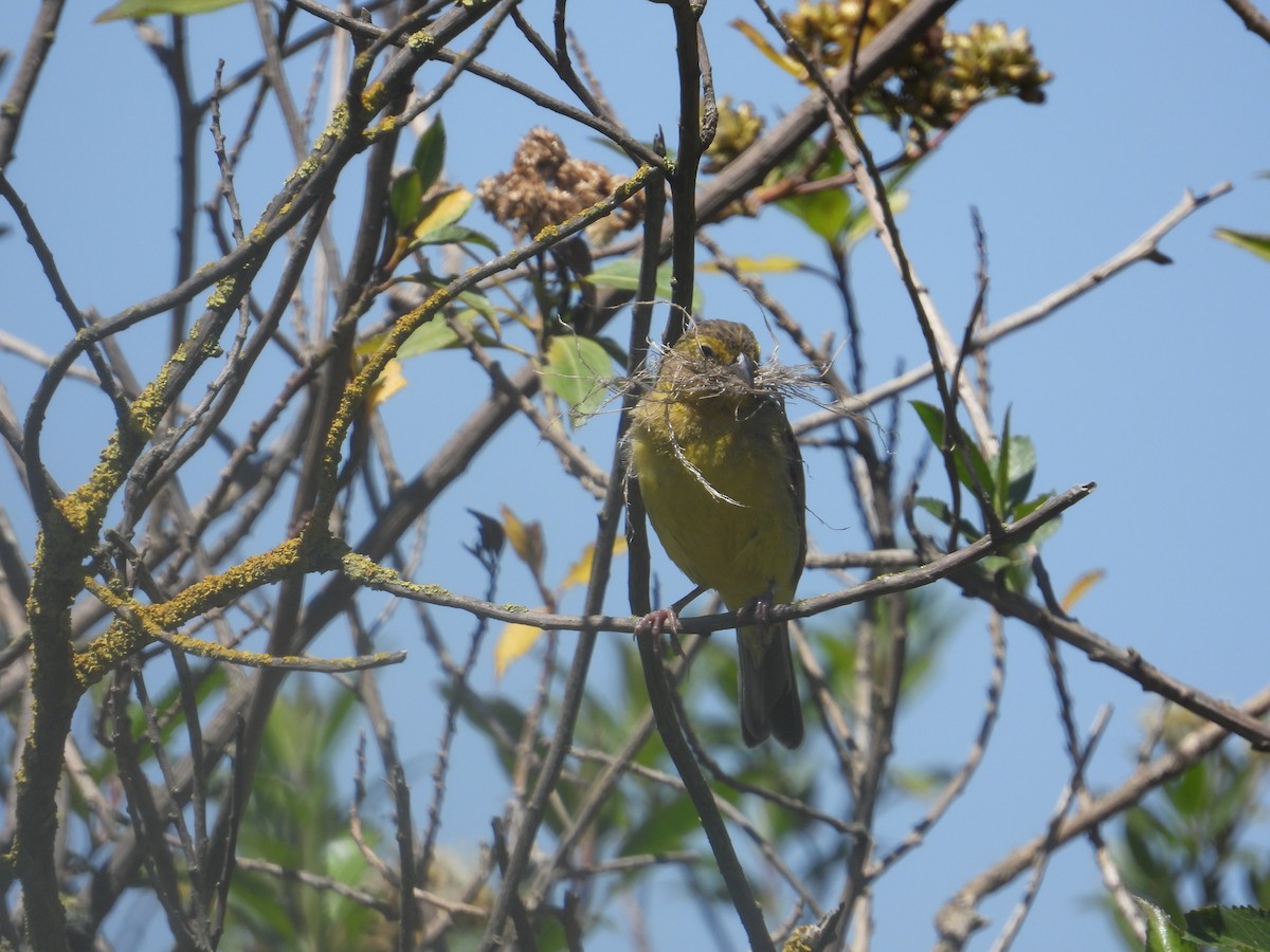Grassland Yellow-Finch - ML646489745