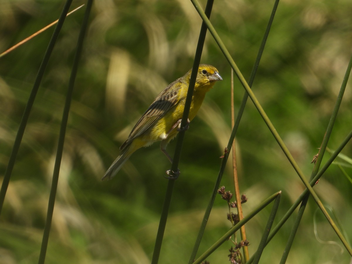 Grassland Yellow-Finch - ML646489746