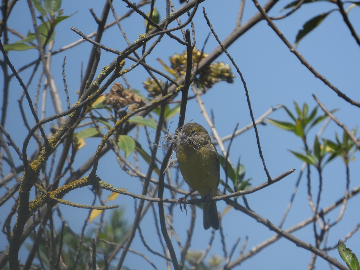 Grassland Yellow-Finch - ML646489747