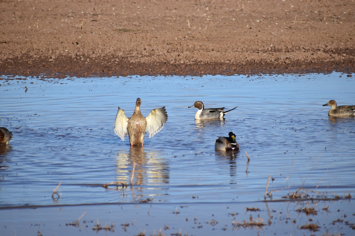 Northern Pintail - ML646489748