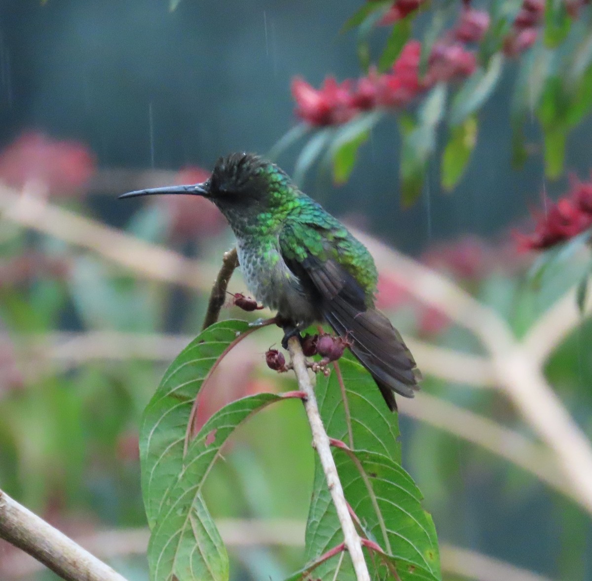 Golden-tailed Sapphire - ML646489750