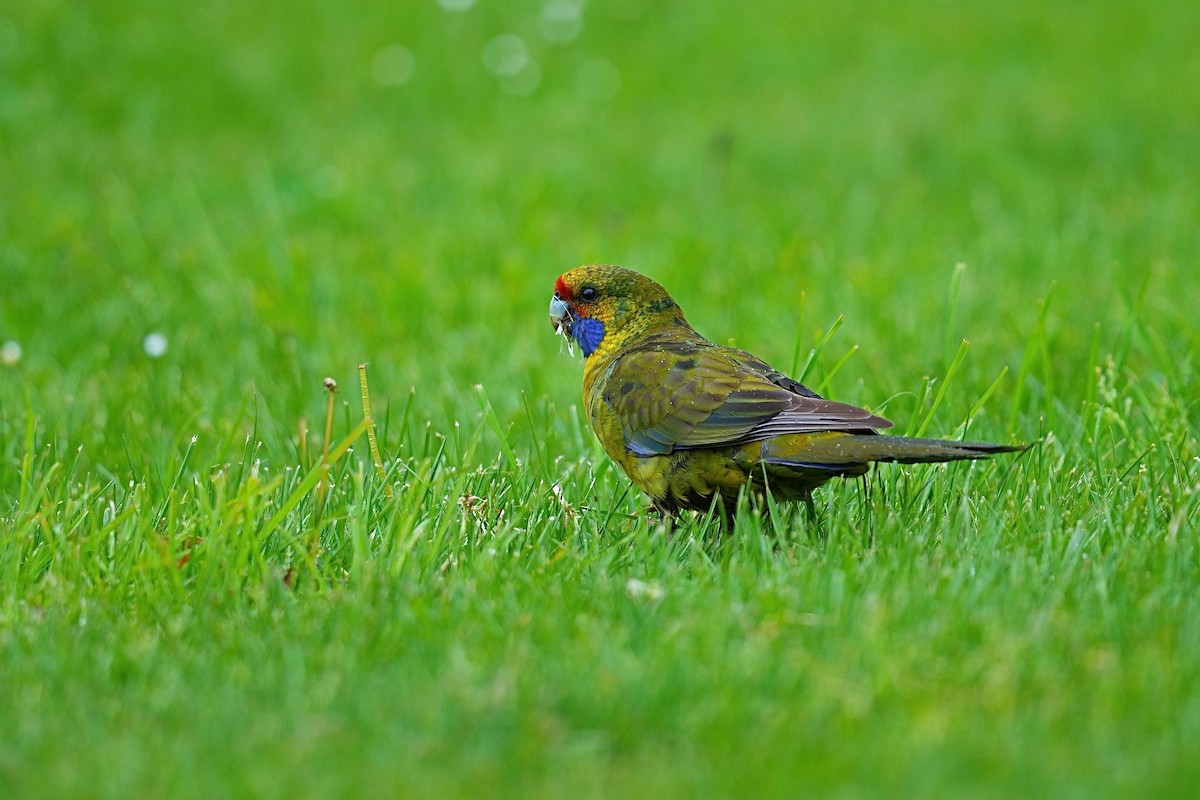 Розела тасманійська - ML646489752