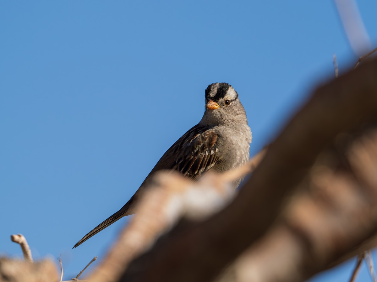 White-crowned Sparrow - ML646489753